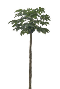 高大挺拔的单株树木