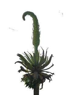 奇特造型的芦荟植物