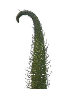 弯曲的绿色植物