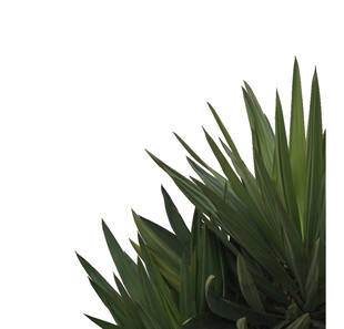 翠绿剑形叶片特写