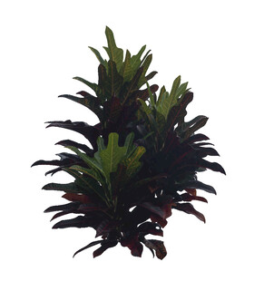 深绿与浅绿相间的观叶植物