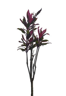 深紫花卉植物标本特写