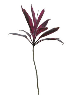 紫叶植物单枝特写