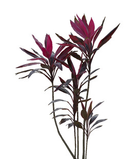 深紫叶片植物特写