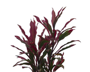 紫红水草植物特写