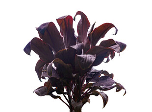 深紫色独特花卉特写