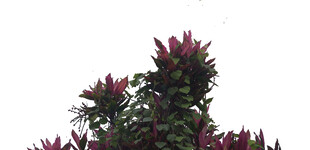 艳丽紫花绽放枝头