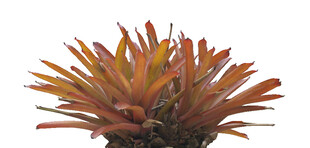 橙红色多肉植物特写