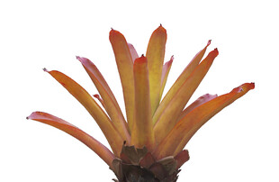 橙红色多肉植物特写