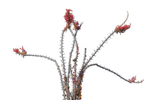 红色小花植物特写