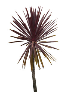 紫叶丝兰植物特写