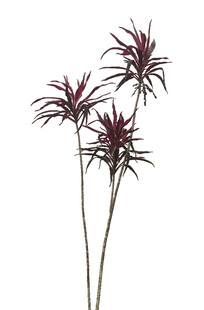 三株紫叶植物特写