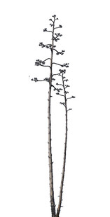 简约黑白植物线条插画