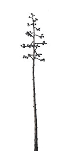 单枝简约植物线条插画