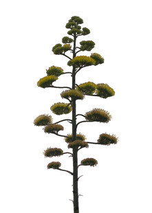 高大芦荟植物特写