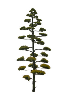 高大挺拔的龙舌兰植物