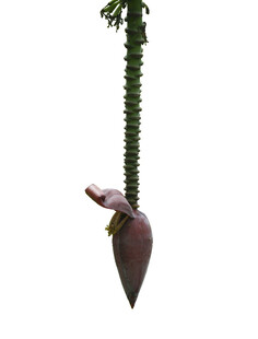 垂挂的蝎尾蕉花朵