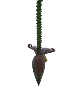 奇特造型的绿色长柄植物