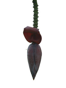 垂挂的深紫色奇异花朵