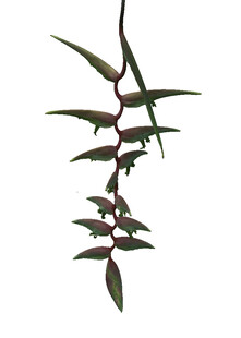 垂吊绿植叶片红绿相间