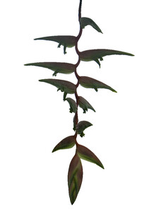 垂吊绿植叶片红绿相间