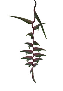 垂吊植物独特叶片造型