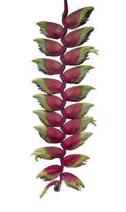 紫红色叶片植物特写