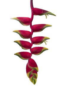 艳丽蝎尾蕉花朵特写