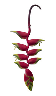 垂挂的艳红蝎尾蕉花朵