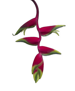 紫绿相间奇特花卉