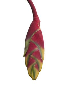 红色带黄纹奇异花苞