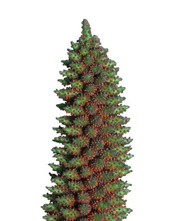 高大挺拔的绿色松树