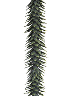 绿色松枝装饰条