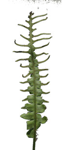 细长蕨类叶片特写