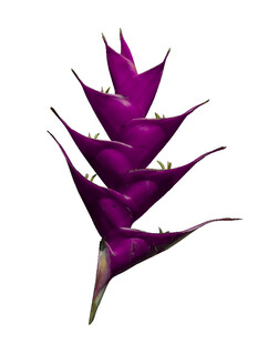 紫色凤梨花叶特写