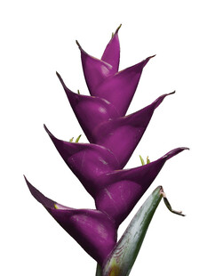 紫色蝎尾蕉特写