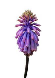 紫色穗状花朵特写