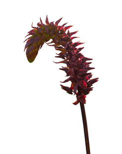 弯曲的红色奇异植物