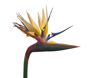 美丽鹤望兰绽放瞬间