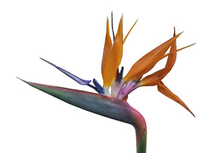 美丽鹤望兰特写