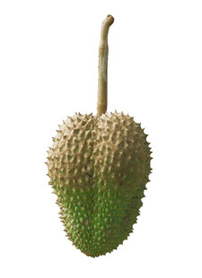 新鲜带刺榴莲果实