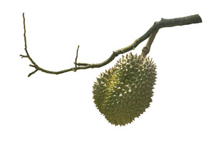 枝头的榴莲果实