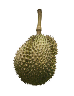 新鲜榴莲果实特写