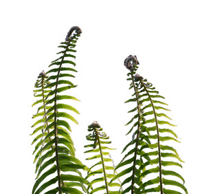 直立生长的蕨类植物