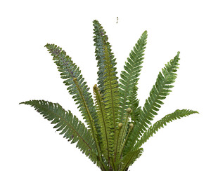 翠绿蕨类植物叶片特写