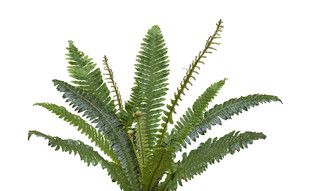 翠绿蕨类植物特写