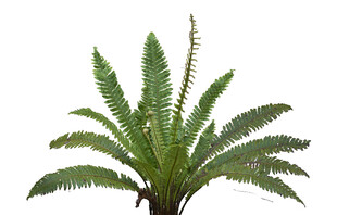 翠绿蕨类植物特写