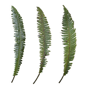 翠绿蕨类叶片特写