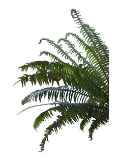 翠绿蕨类植物枝叶特写