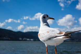 湖畔白鸥